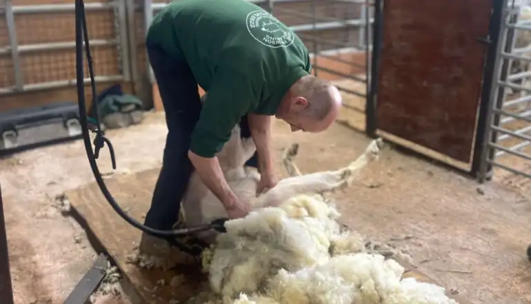 All About Sheep Shearing – with Mike Hewson!