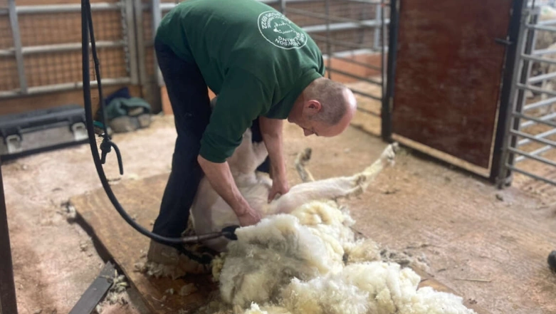 All About Sheep Shearing – with Mike Hewson!