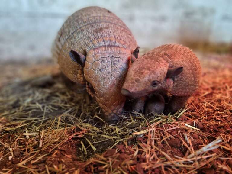 Lots of Animal Babies at the farm!