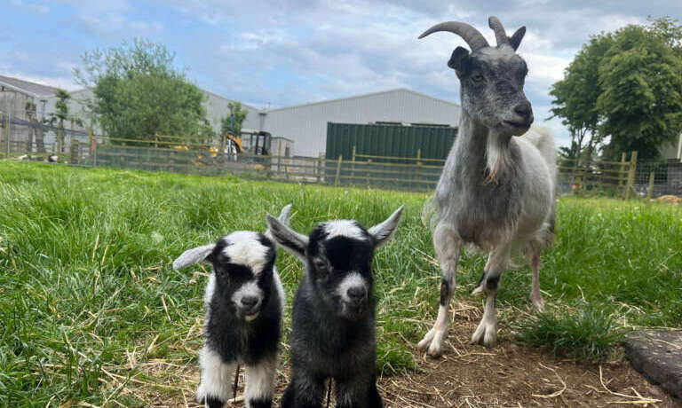 Farmer Sarahs Rare-breed adventure Part 2